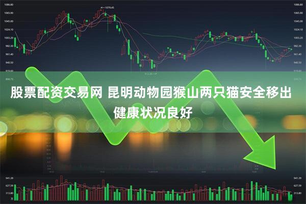股票配资交易网 昆明动物园猴山两只猫安全移出 健康状况良好